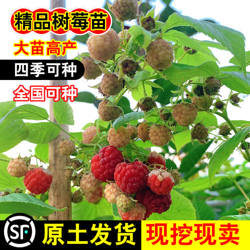 树莓苗双季覆盆子果树苗盆栽地栽南北方种植红黄树莓果苗多年生 - 图1
