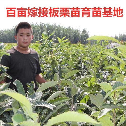 板栗苗树嫁接苗盆栽地栽南方北方种植迁西当年结果树苗板栗树果苗 - 图0