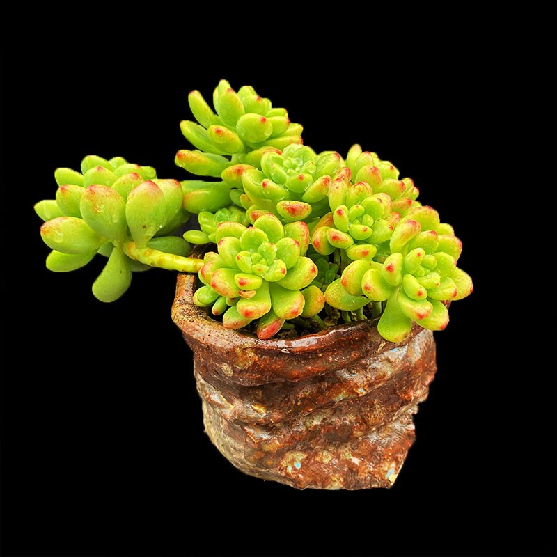 香格里拉 有香味果冻红色老桩悬崖造型飘枝圆萌云U南多肉植物包邮 - 图1