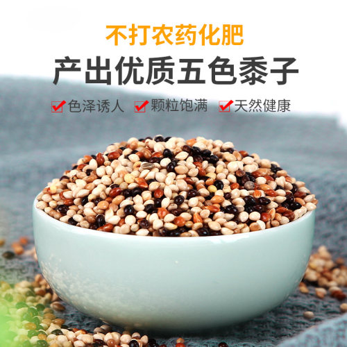 鹦鹉饲料鸟粮混合粮食小太阳玄凤虎皮牡丹营养鸟料鸟食五色黍子5 - 图0