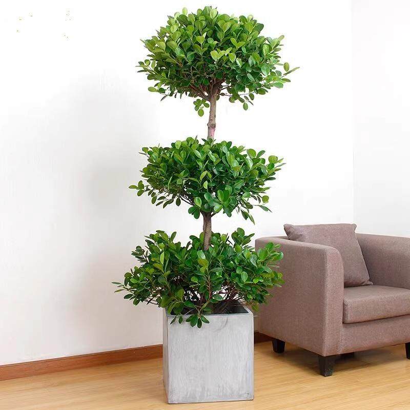 金钱榕盆栽室内客厅摇钱树大型四季常青植物办公室盆景绿植易成活,淘宝优惠券,粉丝福利购,淘宝优惠卷
