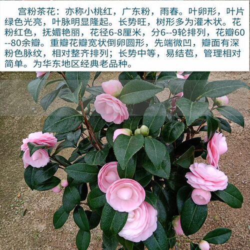 宫粉茶花盆栽粉红色小桃红带花苞老品种庭院花卉树苗阳台好养绿植 - 图1
