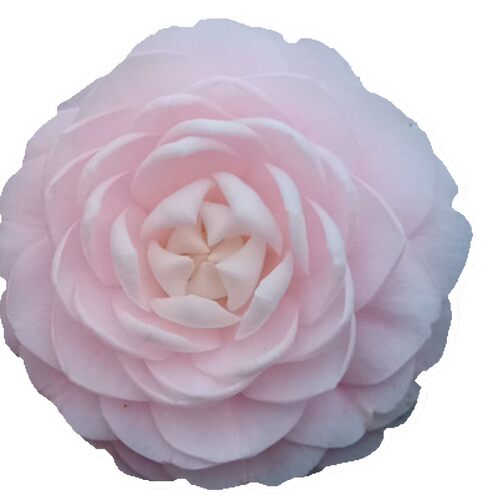 宫粉茶花盆栽粉红色小桃红带花苞老品种庭院花卉树苗阳台好养绿植 - 图3