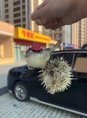 天然草帽鱼标本河豚汽车装饰挂件