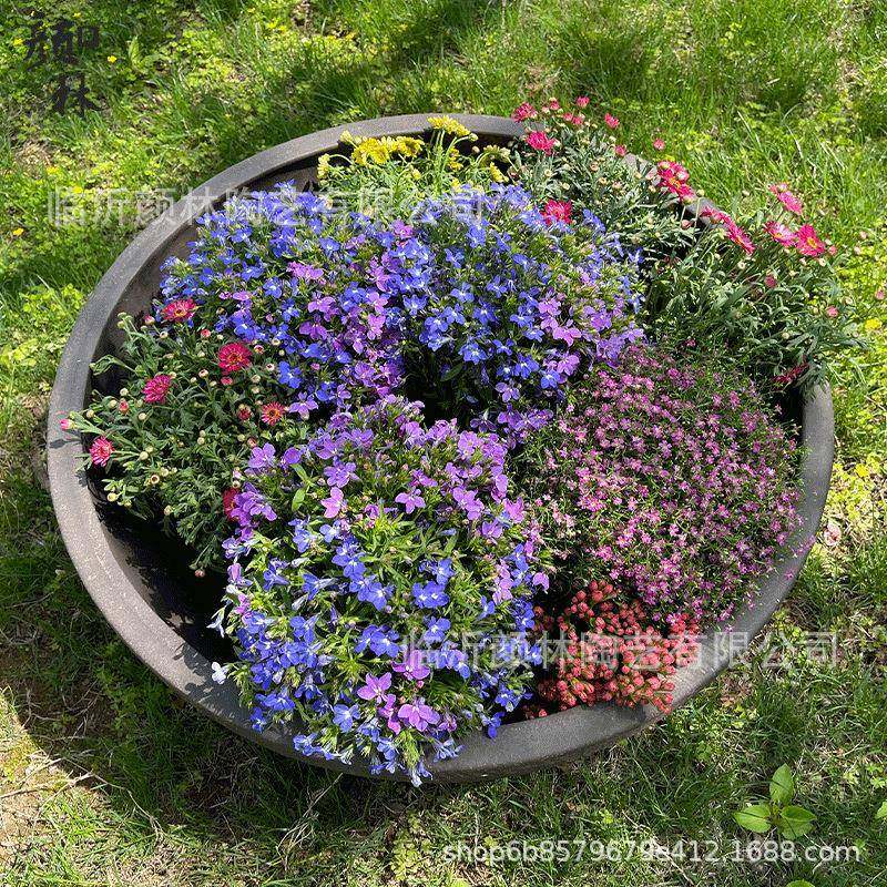 大花钵拼盘超大盆浅盆敞口盆大碗盆圆形花箱景观大口盆矮盆紫砂盆,淘宝优惠券,粉丝福利购,淘宝优惠卷