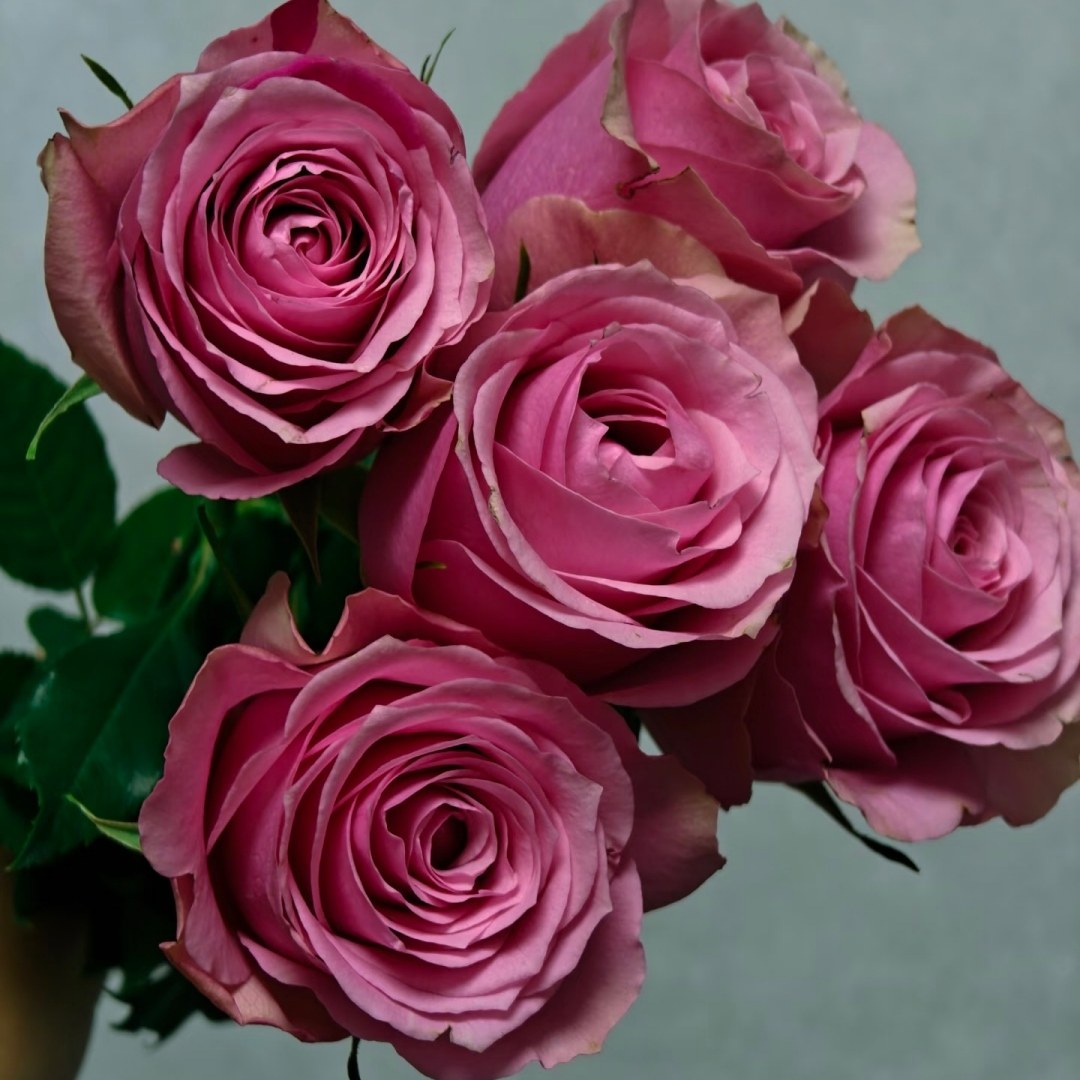 新品 甜蜜梦境/英伦公主 月季花苗粉色纽扣心切花月季阳台盆栽,淘宝优惠券,粉丝福利购,淘宝优惠卷