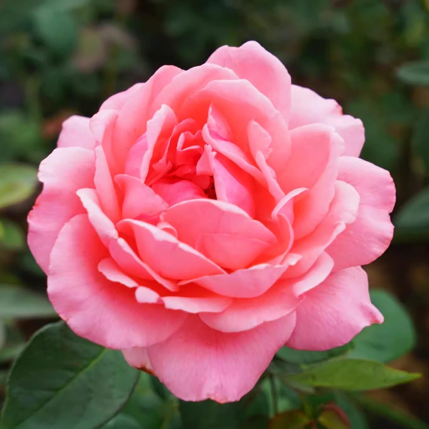 国月 粉扇 月季花苗 阳台庭院大花月季勤花 绿植阳台庭院盆栽,淘宝优惠券,粉丝福利购,淘宝优惠卷