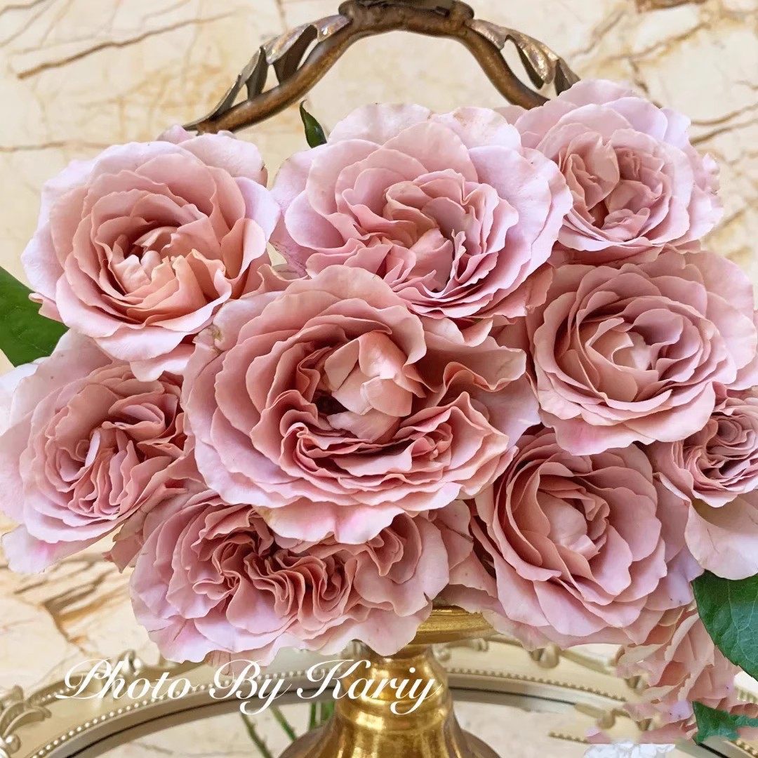 拿铁咖啡 复古色系大花月季花苗灌木多季勤花 阳台花园盆栽花卉,淘宝优惠券,粉丝福利购,淘宝优惠卷