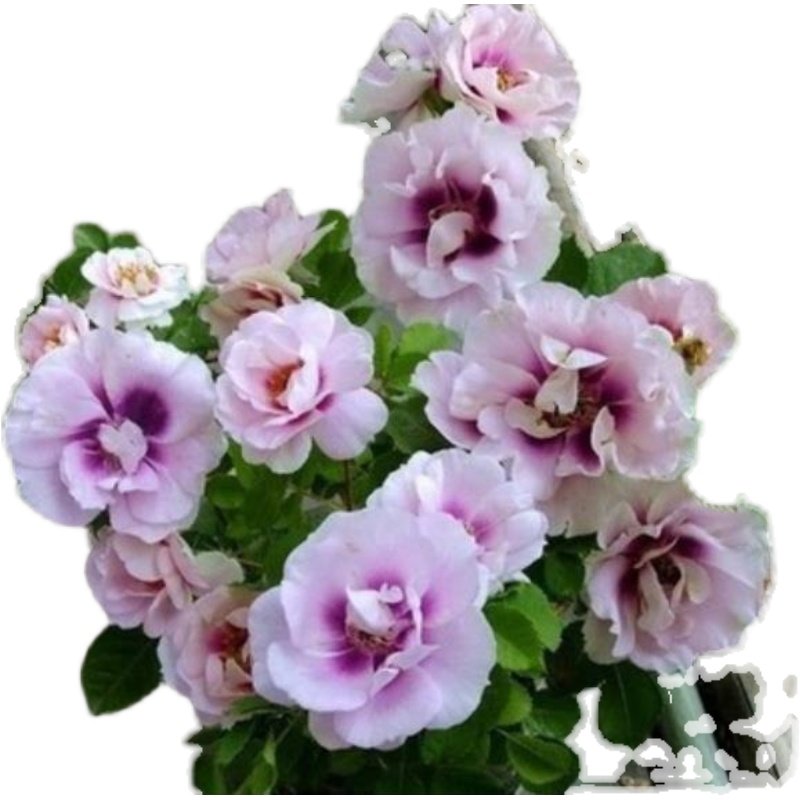 欧月 你的眼睛/万众 阳台庭院月季花苗丰花勤花复色玫瑰盆栽,淘宝优惠券,粉丝福利购,淘宝优惠卷