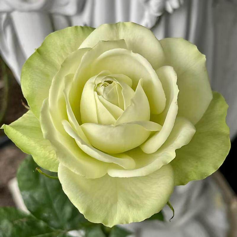 新品 薄荷茶 月季花苗奶绿色小卷边大花灌木月季阳台庭院盆栽,淘宝优惠券,粉丝福利购,淘宝优惠卷