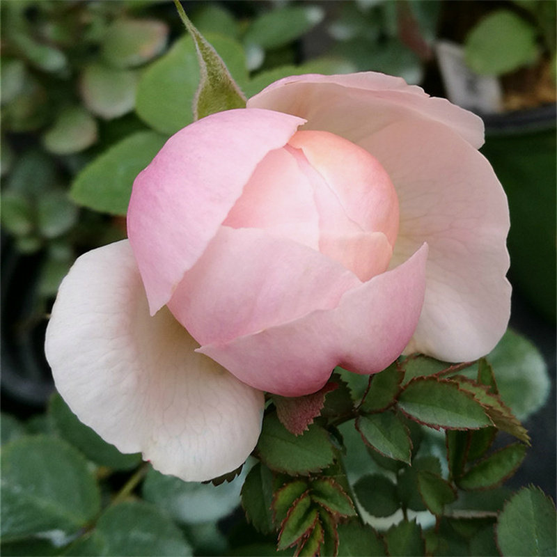 新品 日本小兔子 灌木微型月季花苗花卉浓香阳台庭院微型玫瑰,淘宝优惠券,粉丝福利购,淘宝优惠卷