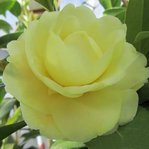 正黄旗茶花盆栽山茶花树花苗观花植物花卉室内阳台庭院阳台绿植 - 图0