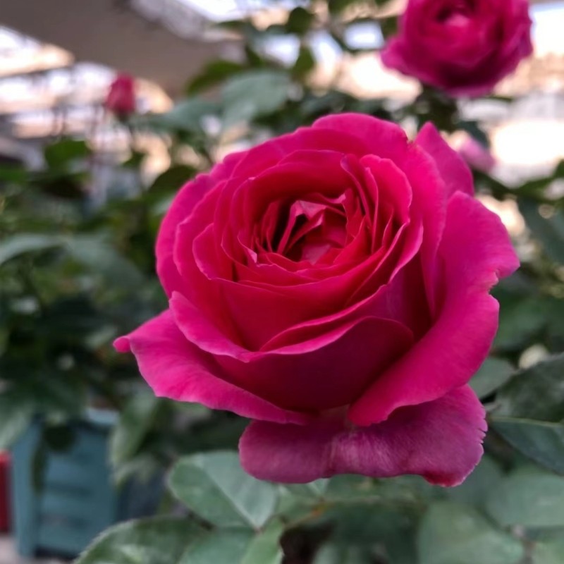 特拉方特 月季玫瑰花苗 大花灌木浓香勤花月季 阳台庭院盆栽,淘宝优惠券,粉丝福利购,淘宝优惠卷