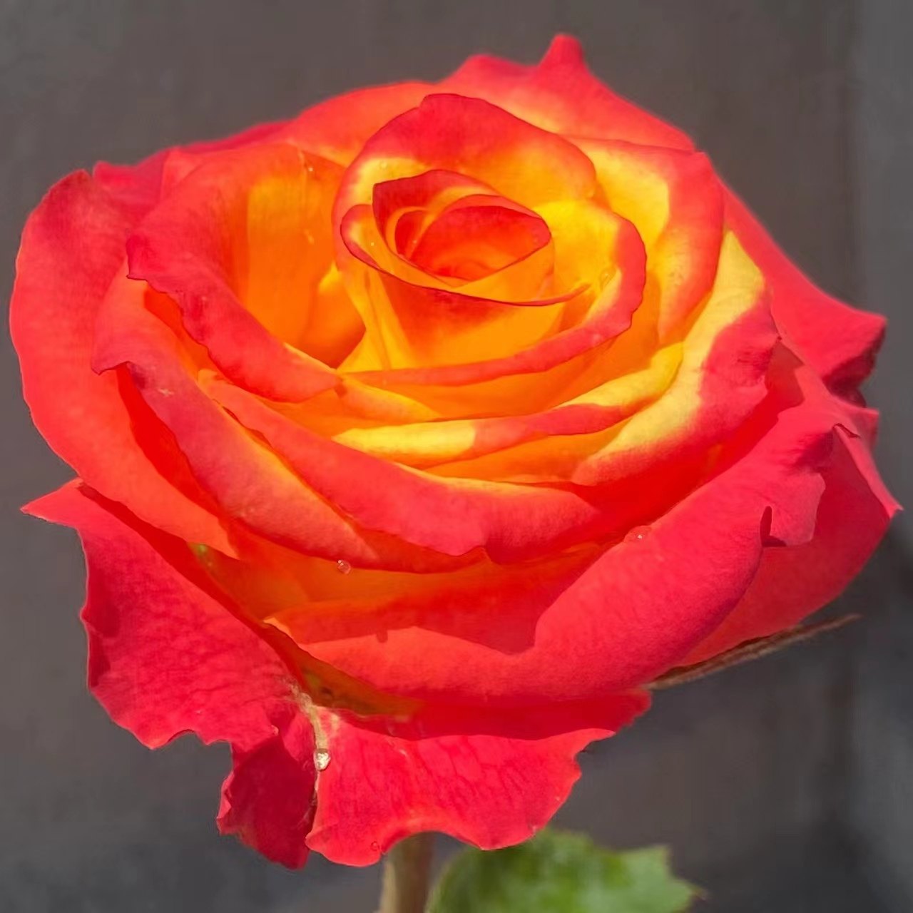 新品 胜利女神 月季花苗肯尼亚大花灌木切花直立玫瑰阳台庭院盆栽,淘宝优惠券,粉丝福利购,淘宝优惠卷