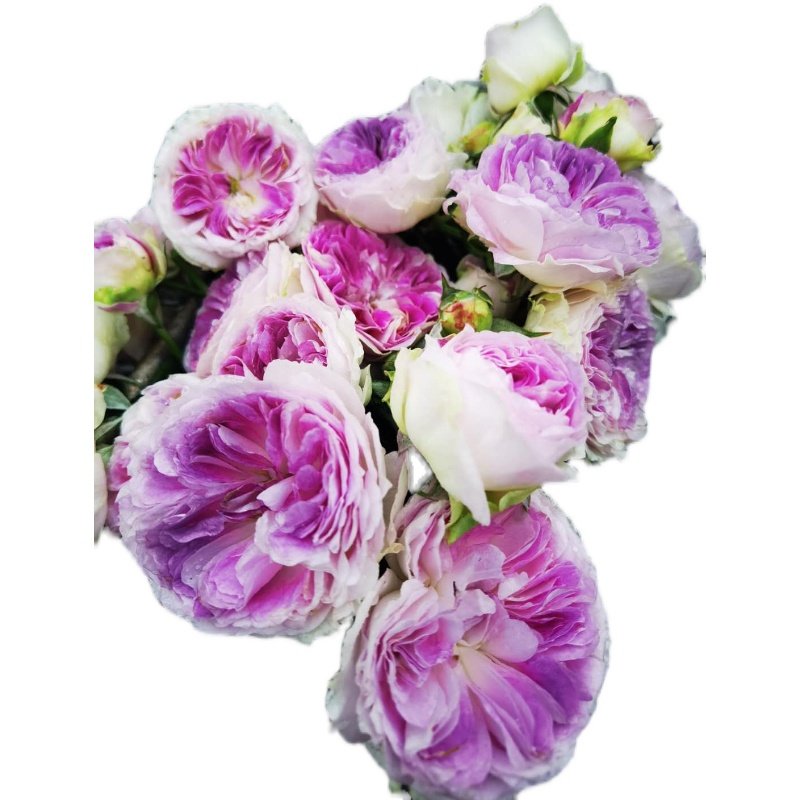 日月 蓝月石 月季花苗 河本灌木多头勤花月季 庭院阳台盆栽花卉,淘宝优惠券,粉丝福利购,淘宝优惠卷