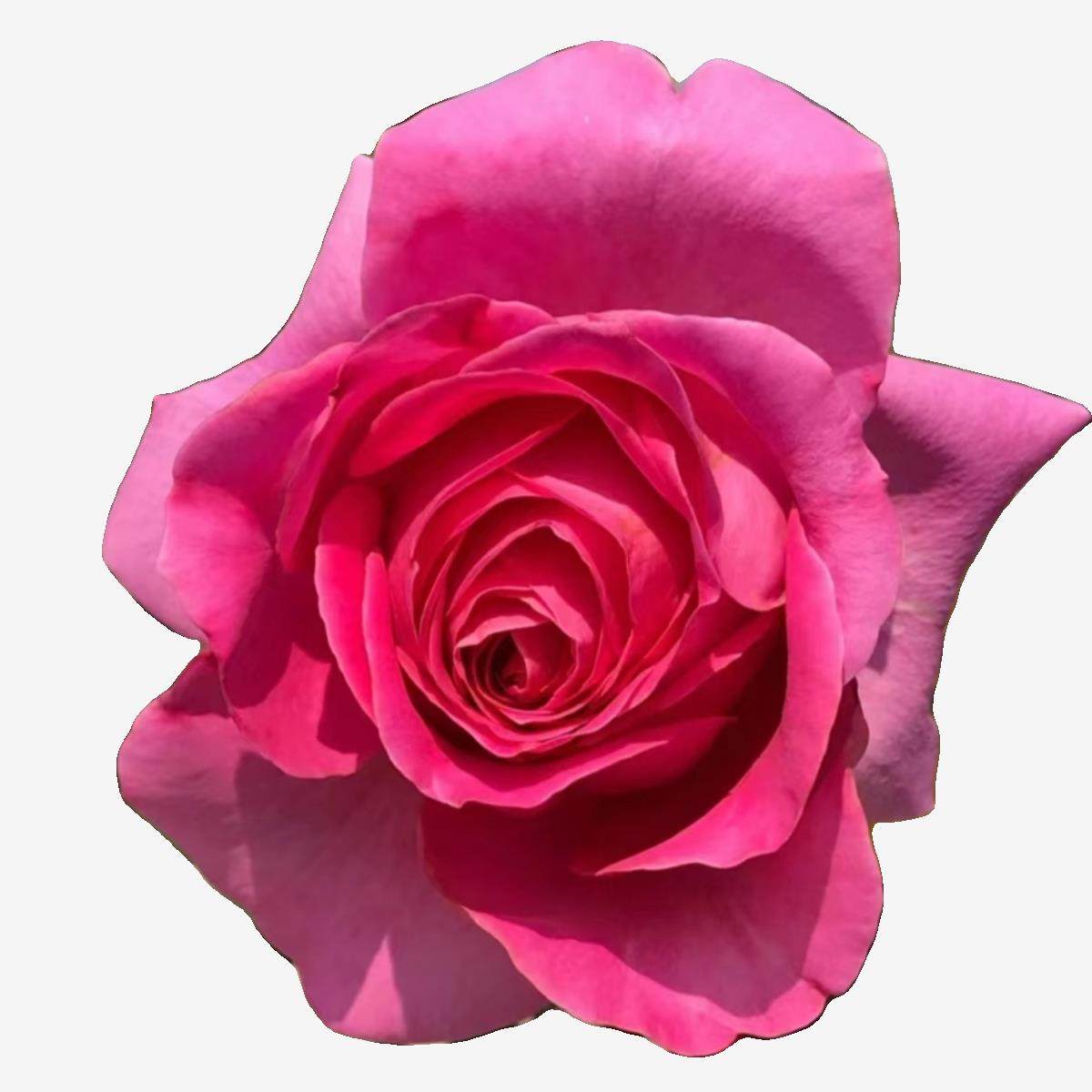 特拉方特 月季玫瑰花苗 大花灌木浓香勤花月季 阳台庭院盆栽,淘宝优惠券,粉丝福利购,淘宝优惠卷