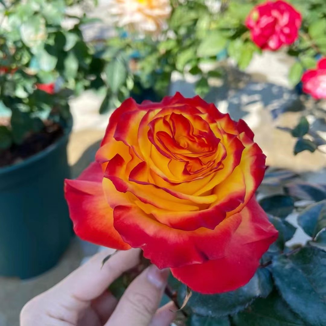 新品 胜利女神 月季花苗肯尼亚大花灌木切花直立玫瑰阳台庭院盆栽,淘宝优惠券,粉丝福利购,淘宝优惠卷