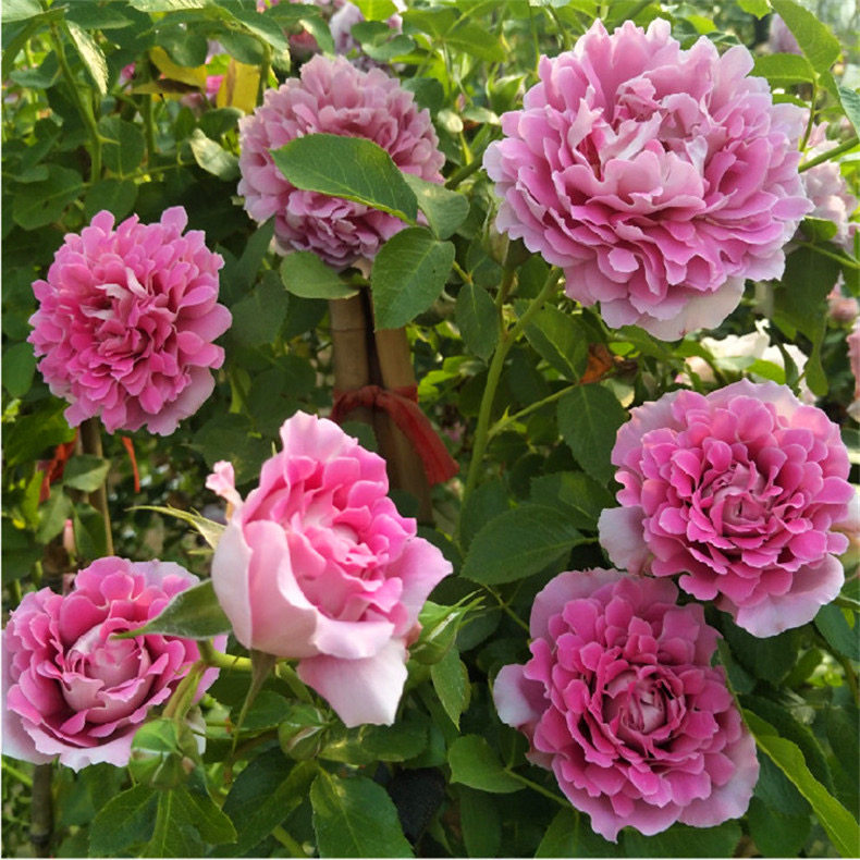 梦幻褶边 月季花苗 波浪花边大花灌木勤花阳台庭院盆栽绿植花卉,淘宝优惠券,粉丝福利购,淘宝优惠卷