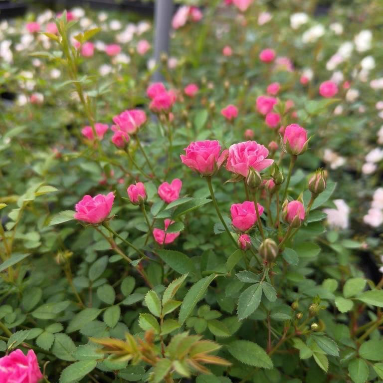 微月 须惠姬 月季花苗 微型月季灌木多头勤花 阳台绿植庭院盆栽,淘宝优惠券,粉丝福利购,淘宝优惠卷