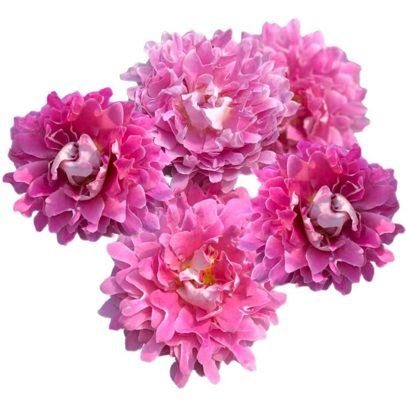 梦幻褶边 月季花苗 波浪花边大花灌木勤花阳台庭院盆栽绿植花卉,淘宝优惠券,粉丝福利购,淘宝优惠卷