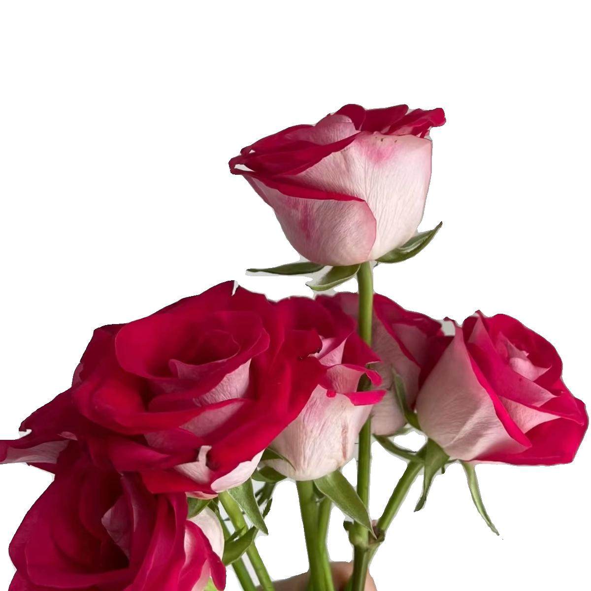 新品 桃花雪露台 月季花苗 稀有复色切花灌木月季 阳台庭院盆栽,淘宝优惠券,粉丝福利购,淘宝优惠卷