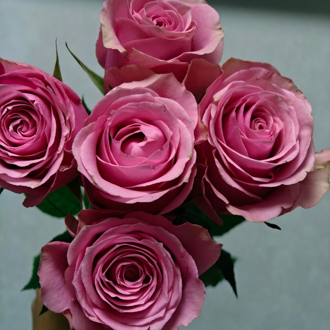 新品 甜蜜梦境/英伦公主 月季花苗粉色纽扣心切花月季阳台盆栽,淘宝优惠券,粉丝福利购,淘宝优惠卷