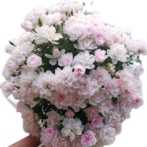 微月日本 姬乙女 月季花苗 迷你微盆景多头勤花阳台桌面 盆栽花卉 - 图3