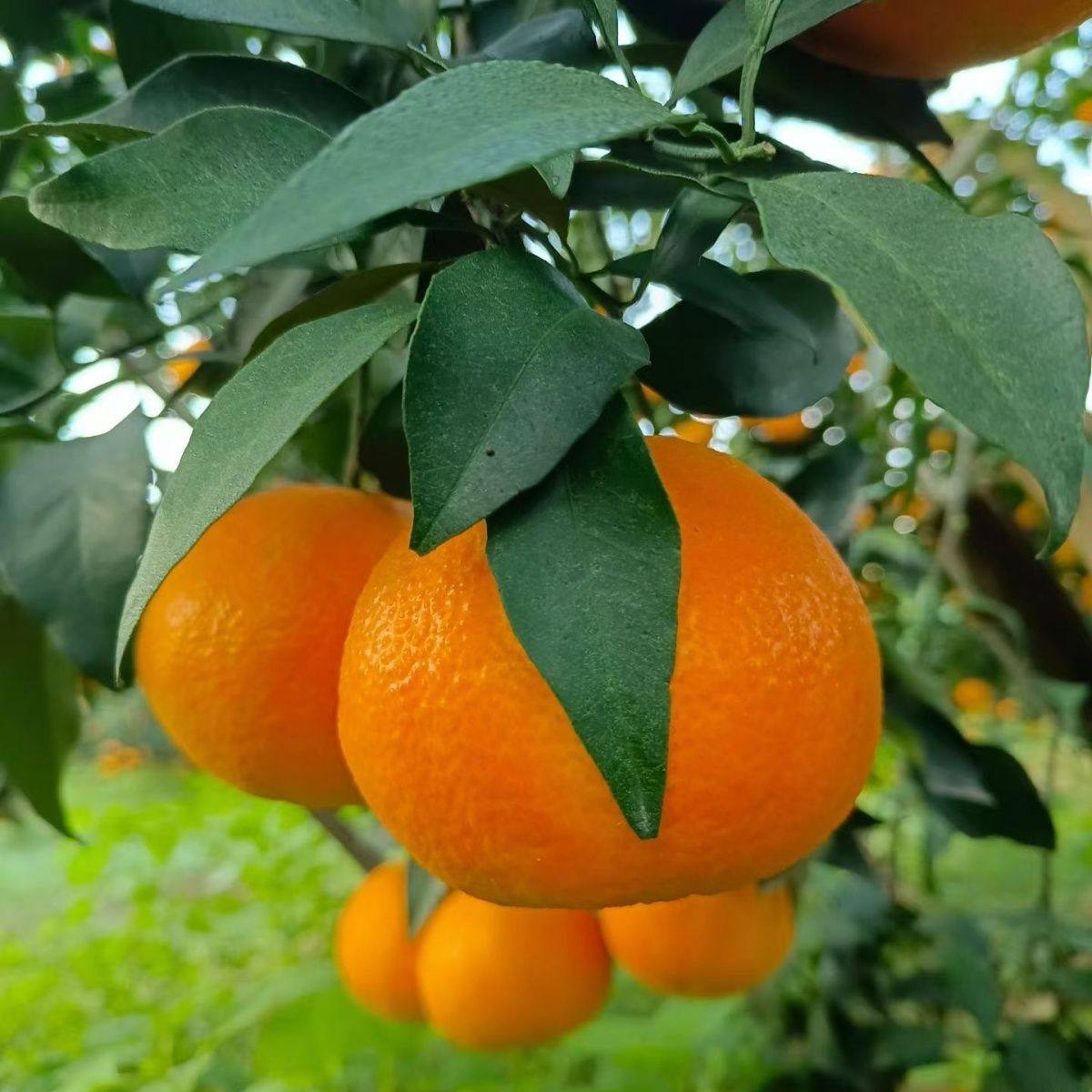 正宗爱媛38号果冻橙新鲜橙子水果当季四川蜜桔柑橘手剥橙整箱包邮,淘宝优惠券,粉丝福利购,淘宝优惠卷