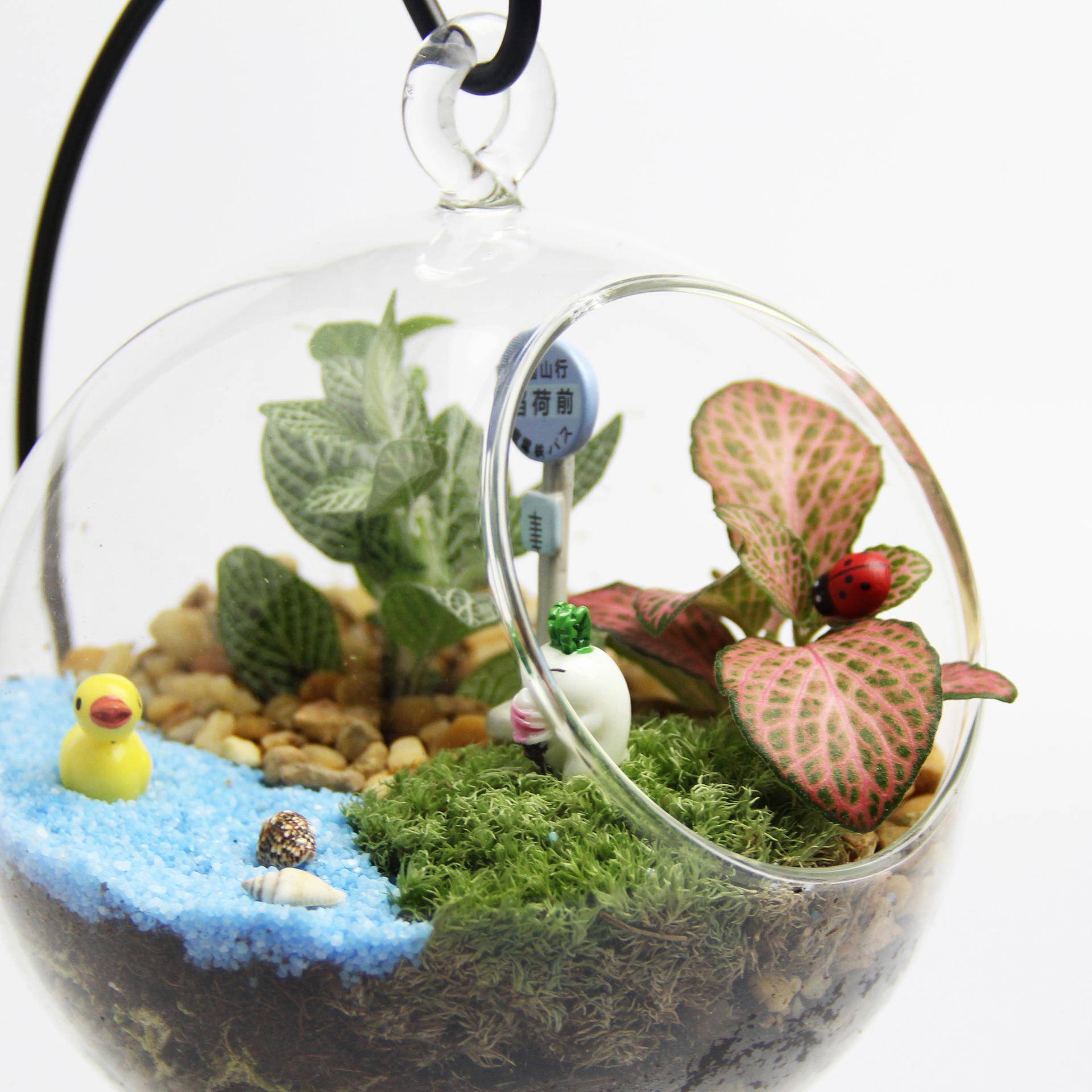 创意礼品礼藓物2苔微景观套装生tz-20181态瓶材料吊包1cm平底瓶 - 图0