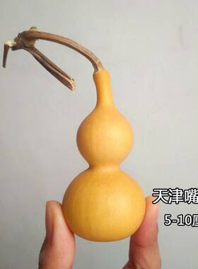 庭院种植特大中小亚腰葫芦籽巨型大葫芦手捻文玩葫芦种籽藤蔓植物