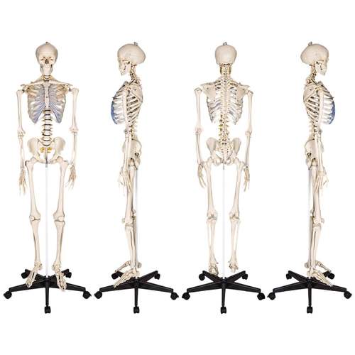 10教c人体骨骼8医学学模型收纳657经典款m+中英双语挂图 - 图3