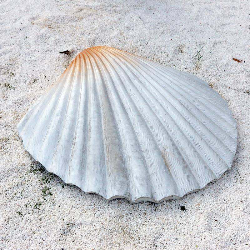 仿真海洋动物雕塑大珊瑚贝壳海星海螺玻璃钢摆件海洋馆景观装饰品,淘宝优惠券,粉丝福利购,淘宝优惠卷