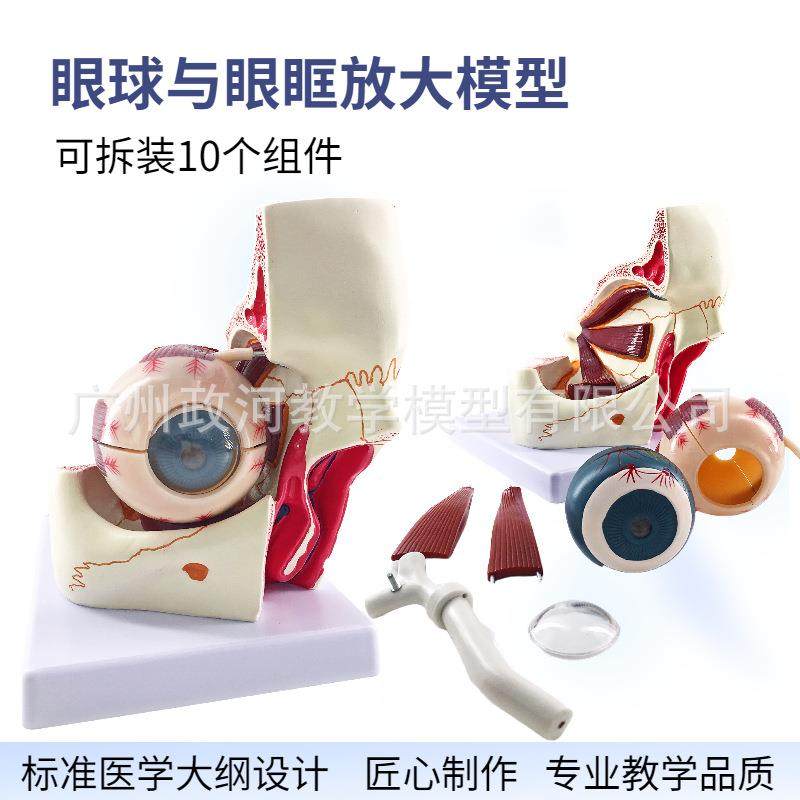 人体眼仿真型6倍放模大眼睛球980结造解剖眼模型教学仪器医学眼构,淘宝优惠券,粉丝福利购,淘宝优惠卷