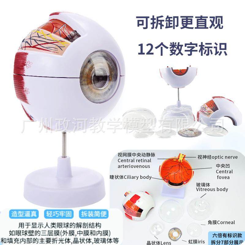 人体眼仿真型6倍放模大眼睛球980结造解剖眼模型教学仪器医学眼构,淘宝优惠券,粉丝福利购,淘宝优惠卷
