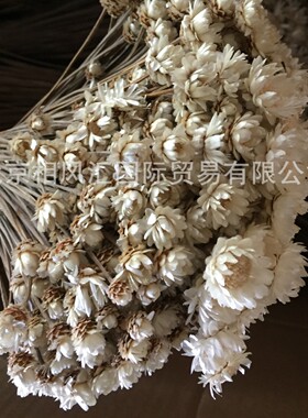 超大星花进口天然干花拍照装饰