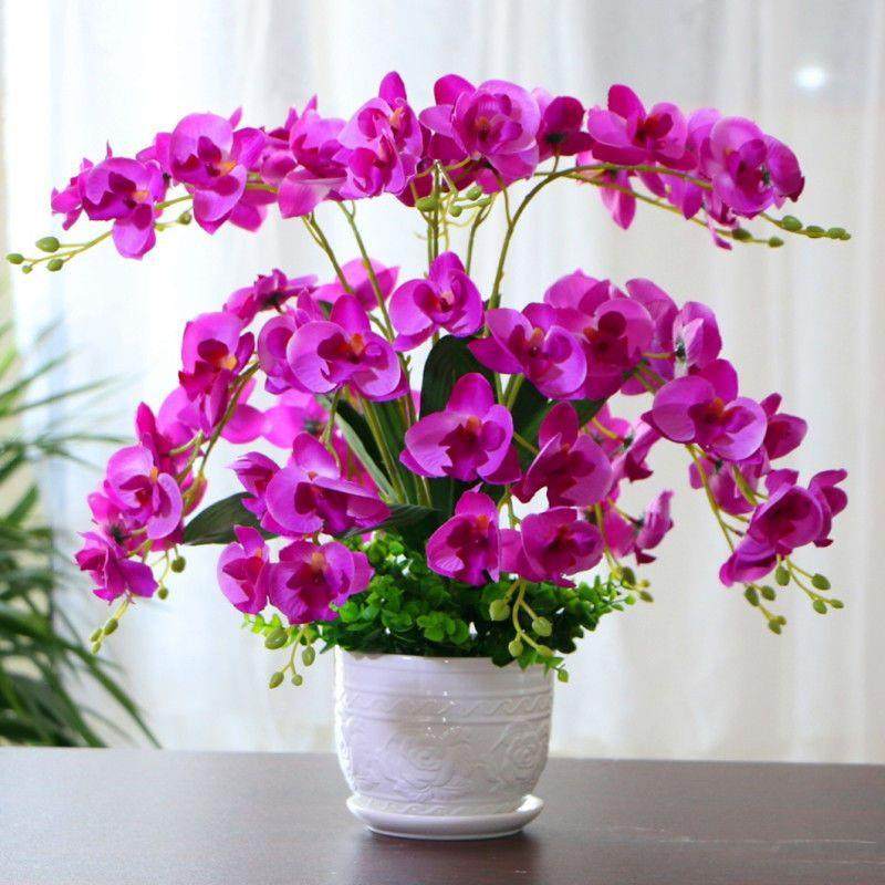 查看详情蝴蝶兰真花假花客仿品厅摆件家居装饰餐桌电柜视室内摆放,淘宝优惠券,粉丝福利购,淘宝优惠卷