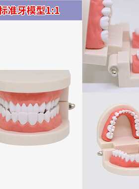 迪牙齿模型牙模型模具牙科口腔牙刷模型摆备牙模型教学假牙可拆卸