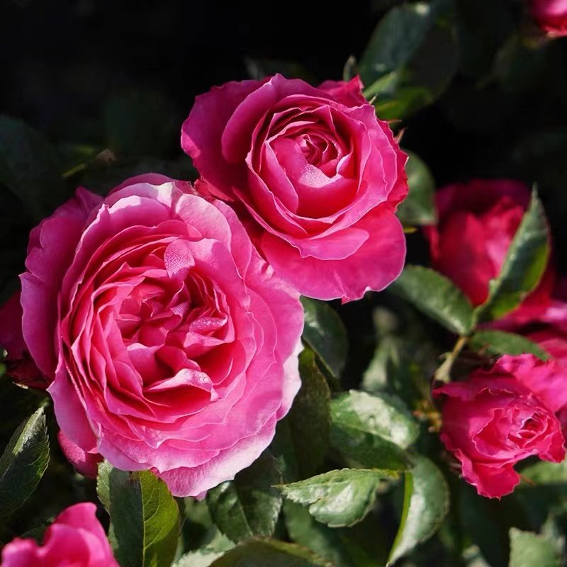 茜桃凝粉 月季 多季开花大花耐热微型盆栽庭院阳台花卉,淘宝优惠券,粉丝福利购,淘宝优惠卷