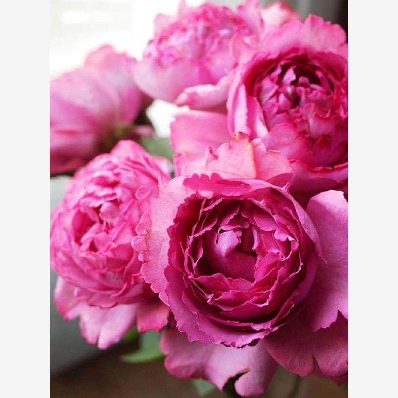 伊芙伯爵 月季花苗伊芙系列浓香包子阳台庭院盆栽灌木花卉扦插苗,淘宝优惠券,粉丝福利购,淘宝优惠卷