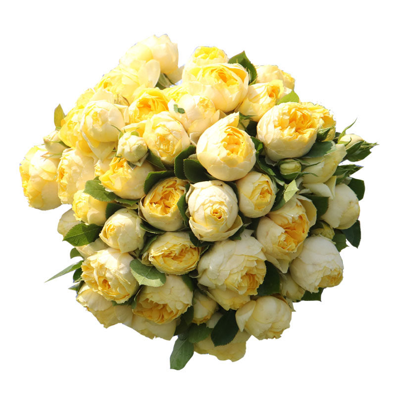 金丝雀  月季花苗灌木包子型 勤花室内阳台盆栽多头庭院花卉,淘宝优惠券,粉丝福利购,淘宝优惠卷