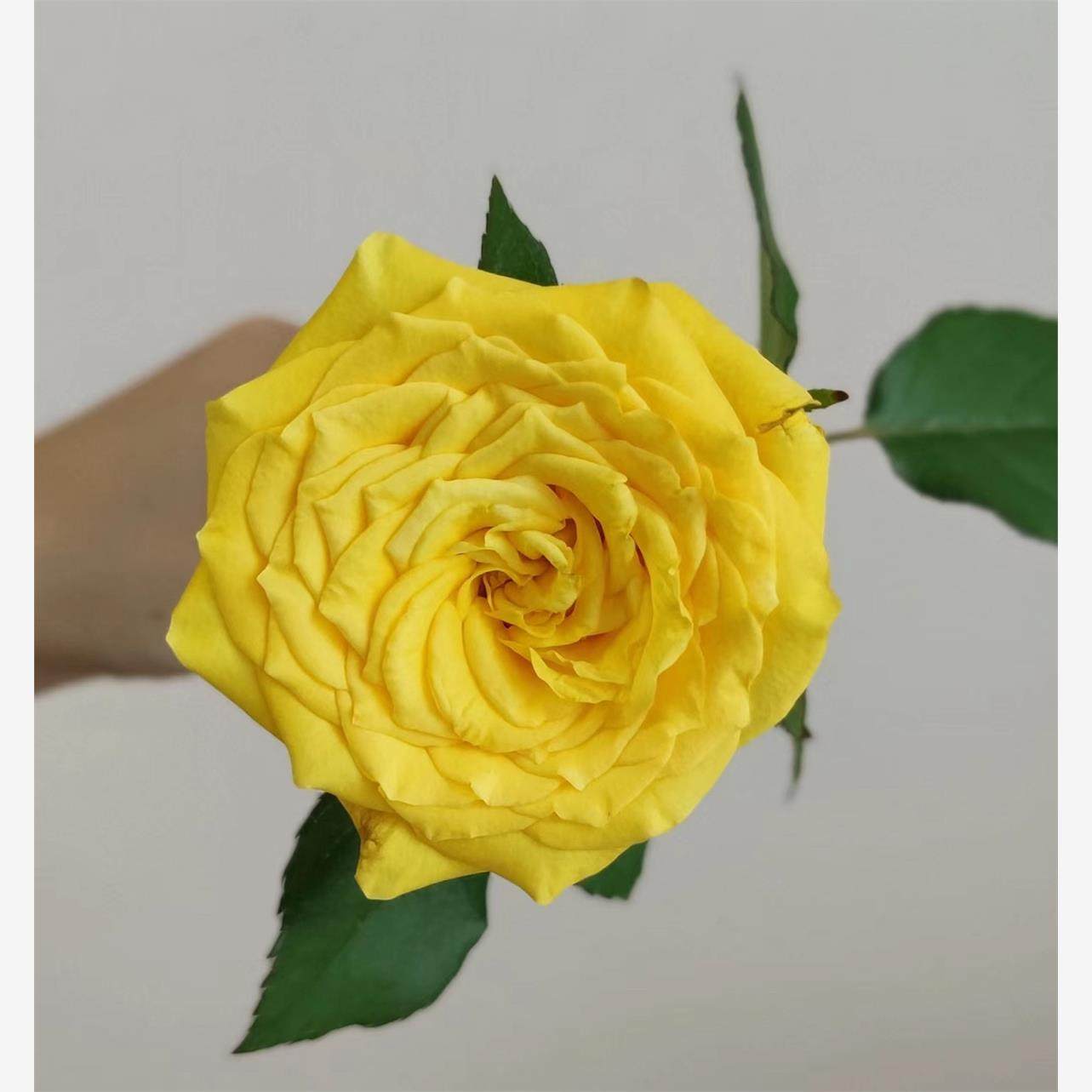 月光漫步 切花耐热月季花苗绿植花卉盆栽阳台地栽花苗庭院多季,淘宝优惠券,粉丝福利购,淘宝优惠卷