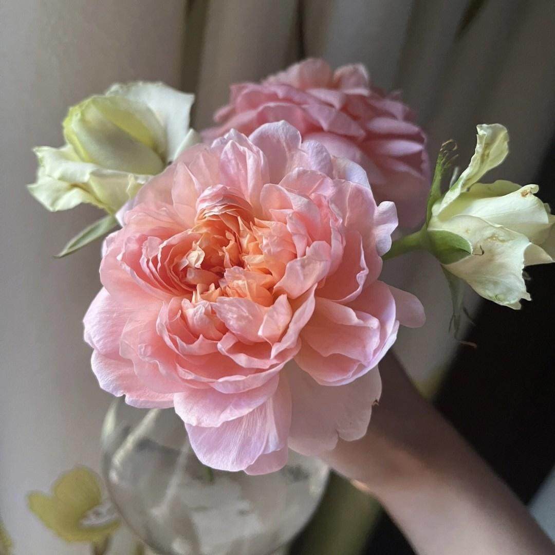 桃染  月季花苗 大花浓香多头勤花灌木月季植物 庭院阳台盆栽花卉,淘宝优惠券,粉丝福利购,淘宝优惠卷