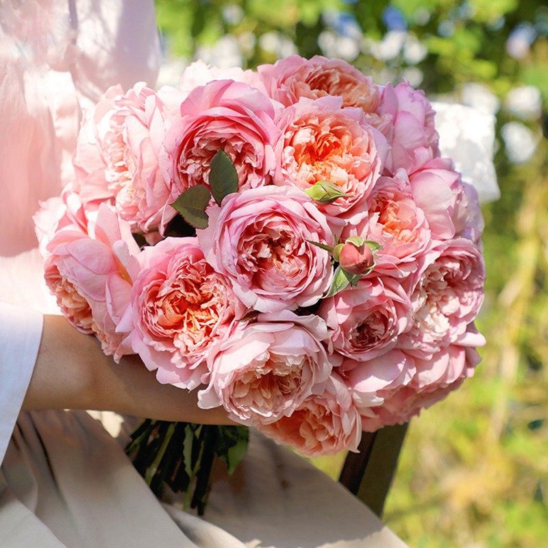 桃染  月季花苗 大花浓香多头勤花灌木月季植物 庭院阳台盆栽花卉,淘宝优惠券,粉丝福利购,淘宝优惠卷