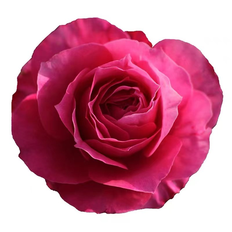 茜桃凝粉 月季 多季开花大花耐热微型盆栽庭院阳台花卉,淘宝优惠券,粉丝福利购,淘宝优惠卷