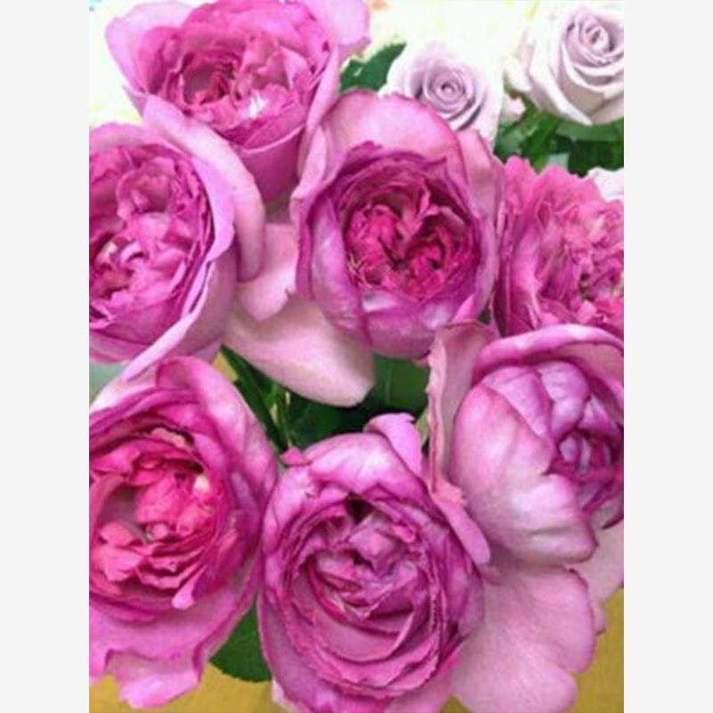 伊芙伯爵 月季花苗伊芙系列浓香包子阳台庭院盆栽灌木花卉扦插苗,淘宝优惠券,粉丝福利购,淘宝优惠卷