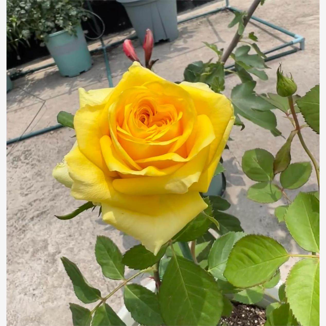 月光漫步 切花耐热月季花苗绿植花卉盆栽阳台地栽花苗庭院多季,淘宝优惠券,粉丝福利购,淘宝优惠卷