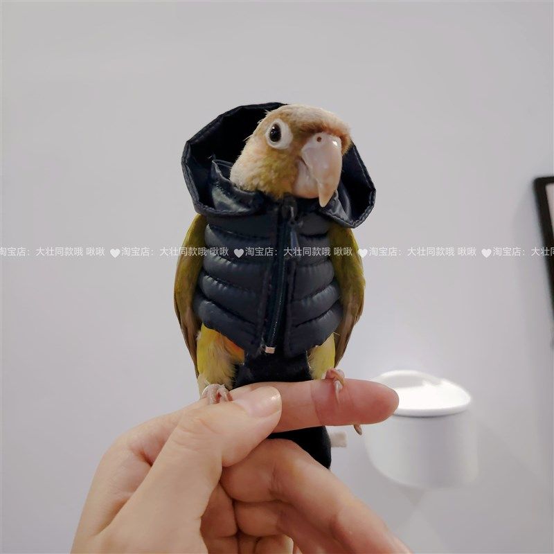 鹦鹉羽绒服鸟衣服鹦鹉棉外套玄凤加厚保暖外出服鹦鹉用品鸟用品,淘宝优惠券,粉丝福利购,淘宝优惠卷