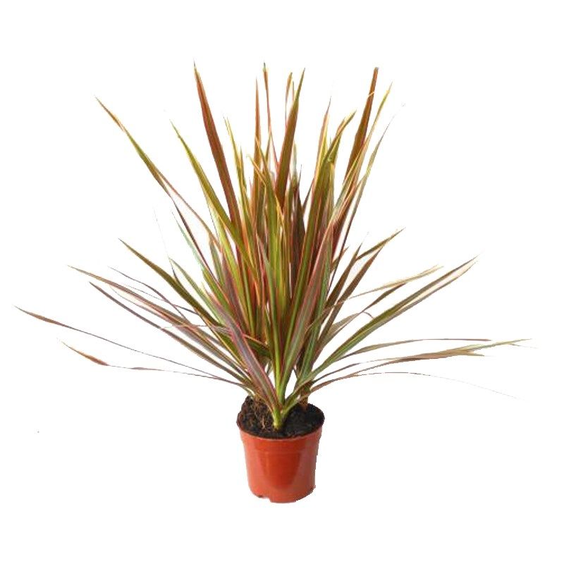 七彩铁五彩千年木三色龙血树红竹盆栽观叶花植物树苗大型室内绿植,淘宝优惠券,粉丝福利购,淘宝优惠卷