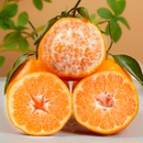 四川春见耙耙柑4.5斤粑粑柑