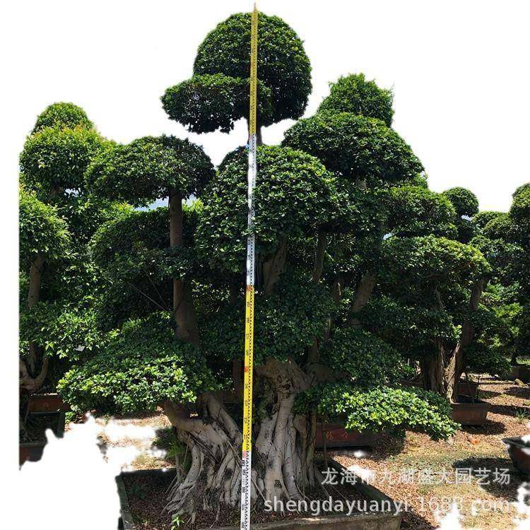 重庆造型榕树盆景福建沙小叶榕叶价榕格大型四西川造型小报价,淘宝优惠券,粉丝福利购,淘宝优惠卷